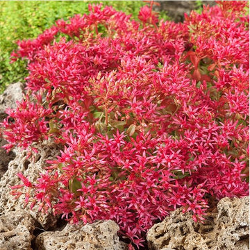 Heirloom Non-GMO Sedum Ground Cover Flower Seeds for Planting – Drought-Tolerant Blooming Seeds
