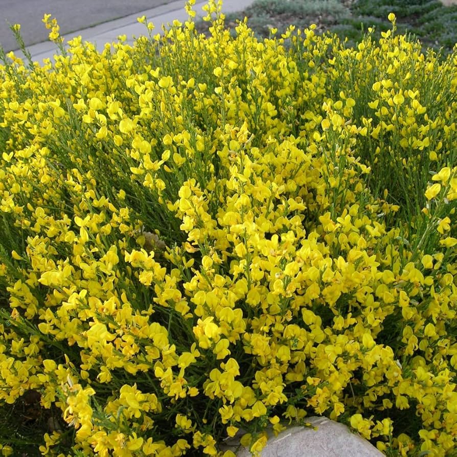 Heirloom Non-GMO Spartium Junceum Flower Seeds | Spanish Broom Shrub Seeds for Drought-Tolerant Landscapes - Non-GMO for planting in home garden