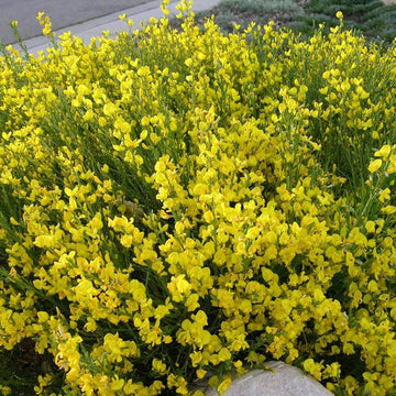 Heirloom Non-GMO Spartium Junceum Flower Seeds | Spanish Broom Shrub Seeds for Drought-Tolerant Landscapes