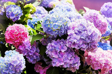 Blue,Pink,Purple Hydrangea Flower Seeds for Planting, NON GMO Seeds