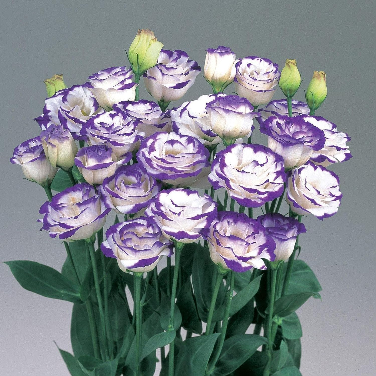 Mixed Lisianthus Echo Flower Seeds for Planting - Heirloom, NON-GMO Seeds - Vibrant Blooms for planting in your garden.