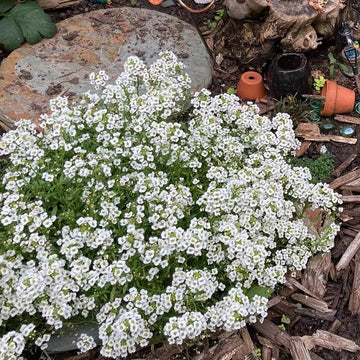 Myosotis Flower Seeds White for Planting, NON GMO Seeds