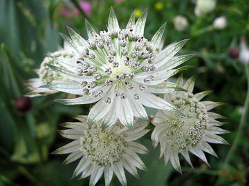 Organic Green White Astrantia Flower Seeds for Planting ƒ?? Heirloom, Non-GMO
