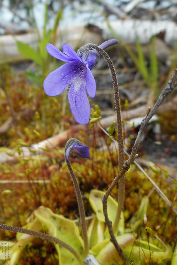 Pinguicula Poldinii Flower Seeds for Planting ,Heirloom Seeds -NON GMO Seeds
