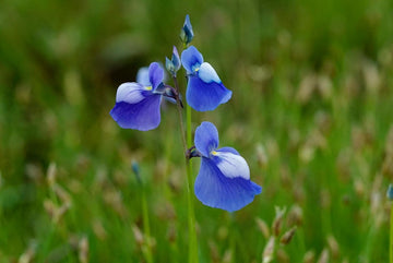 Utricularia Flower Seeds Blue for Planting, NON GMO Seeds