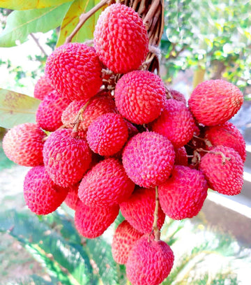 Red Lychee Fruit Seeds for Growing Sweet and Exotic Lychee Fruits 100 Pcs pcs