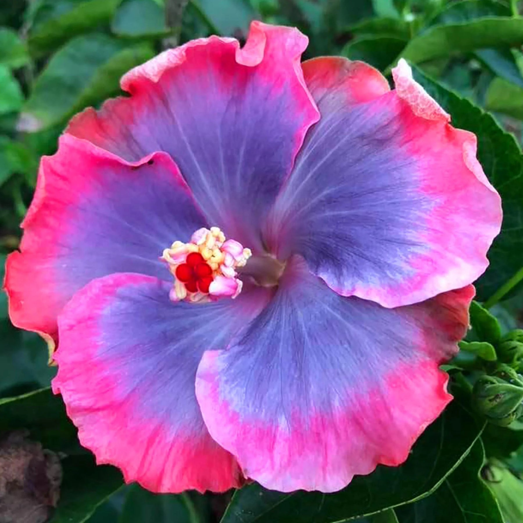 Heirloom Non-GMO Blue Pink Hibiscus Flower Seeds – Vibrant Tropical Blooms for Garden Planting seeds for planting in home garden