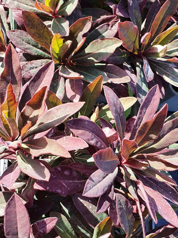 Euphorbia Amygdaloides Plant Seeds for Planting, NON GMO Seeds