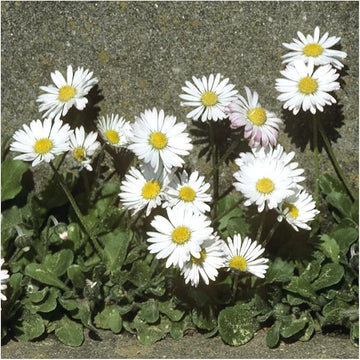 English Daisy Flowers, Fresh Seeds, Free USA Shipping