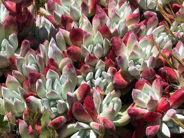 Dudleya Flower Seeds for Planting - NON GMO Seeds