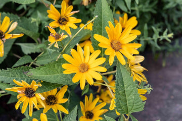 False Sunflower Seeds – Heirloom, Non-GMO Flower Seeds for Planting