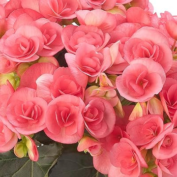 Rose Rieger Begonia Flower Seeds for Planting – Heirloom, Non-GMO Garden Seeds