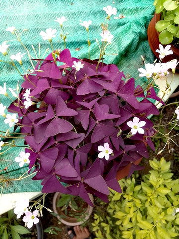 Oxalis Corymbosa Flower Seeds – Heirloom, Non-GMO Seeds for Planting Colorful Garden Blooms