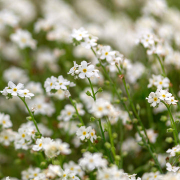 Myosotis Flower Seeds White for Planting, NON GMO Seeds
