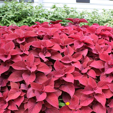 Pink Coleus Plant Seeds for Planting - Heirloom and Non-GMO Garden Seeds