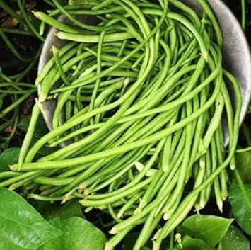 Pole Bean Seeds for Planting - 100 Pcs pcs