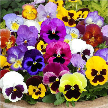 Heirloom Pansy Swiss Flower Seeds for Planting, Non-GMO