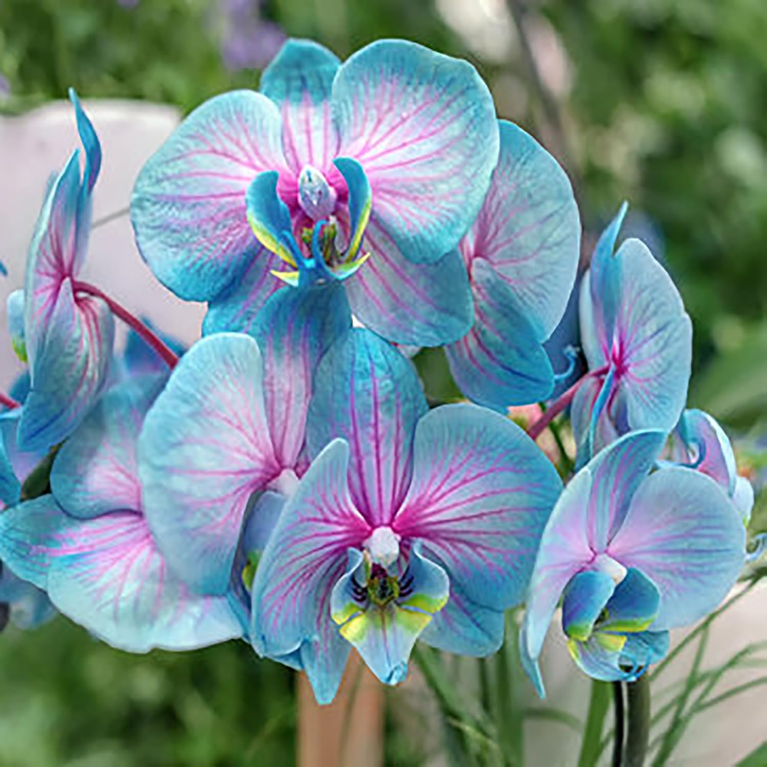 Blue Pink Butterfly Orchid Flower Seeds for Planting – Heirloom, NON-GMO, Easy to Grow Garden Blooms for planting in your garden.