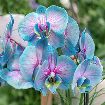 Blue Pink Butterfly Orchid Flower Seeds for Planting – Heirloom, NON-GMO, Easy to Grow Garden Blooms