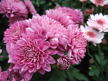 Crucianella Flower Seeds for Planting, Pink Variety, 100 pcs