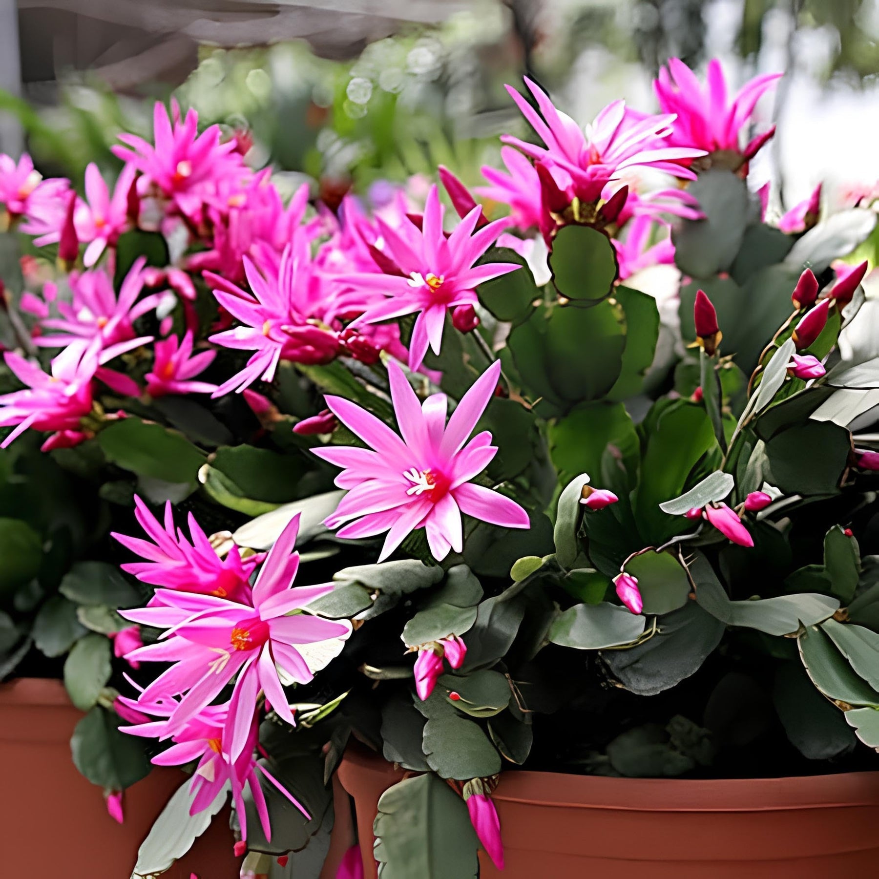 Heirloom Non-GMO Purple Schlumbergera Flower Seeds for Planting – Christmas Cactus Indoor Blooms for planting in your garden.