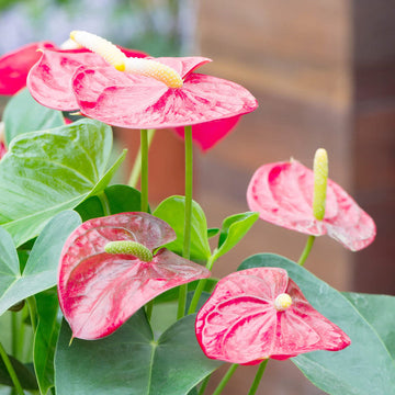 Heirloom Non-GMO Anthurium Andraeanum Flower Seeds for Planting â€“ Pink Tropical Blooms