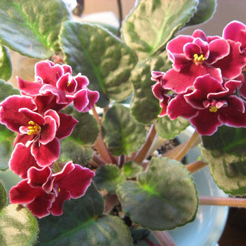 African Violet Flower Seeds Red â€“ Heirloom, Non-GMO Seeds for Planting Indoor Garden Blooms