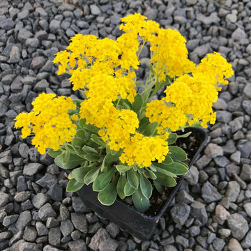 Yellow Rock Cress Plant Seeds for Planting - NON GMO Seeds