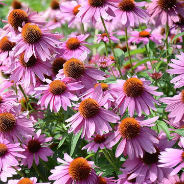 Purple Echinacea Wildflower Seeds for Planting - Heirloom & GMO Free Seeds, To attract Pollinators & Bees