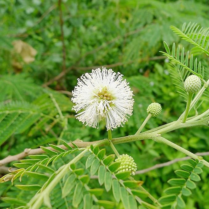 White tamarind fruit seeds