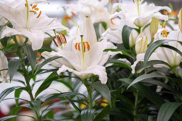 Casa Blanca Flower Seeds for Planting - NON GMO Seeds