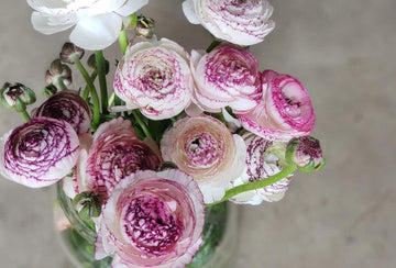 Heirloom Non-GMO White Purple Ranunculus Flower Seeds for Planting – Rare Bloom Variety