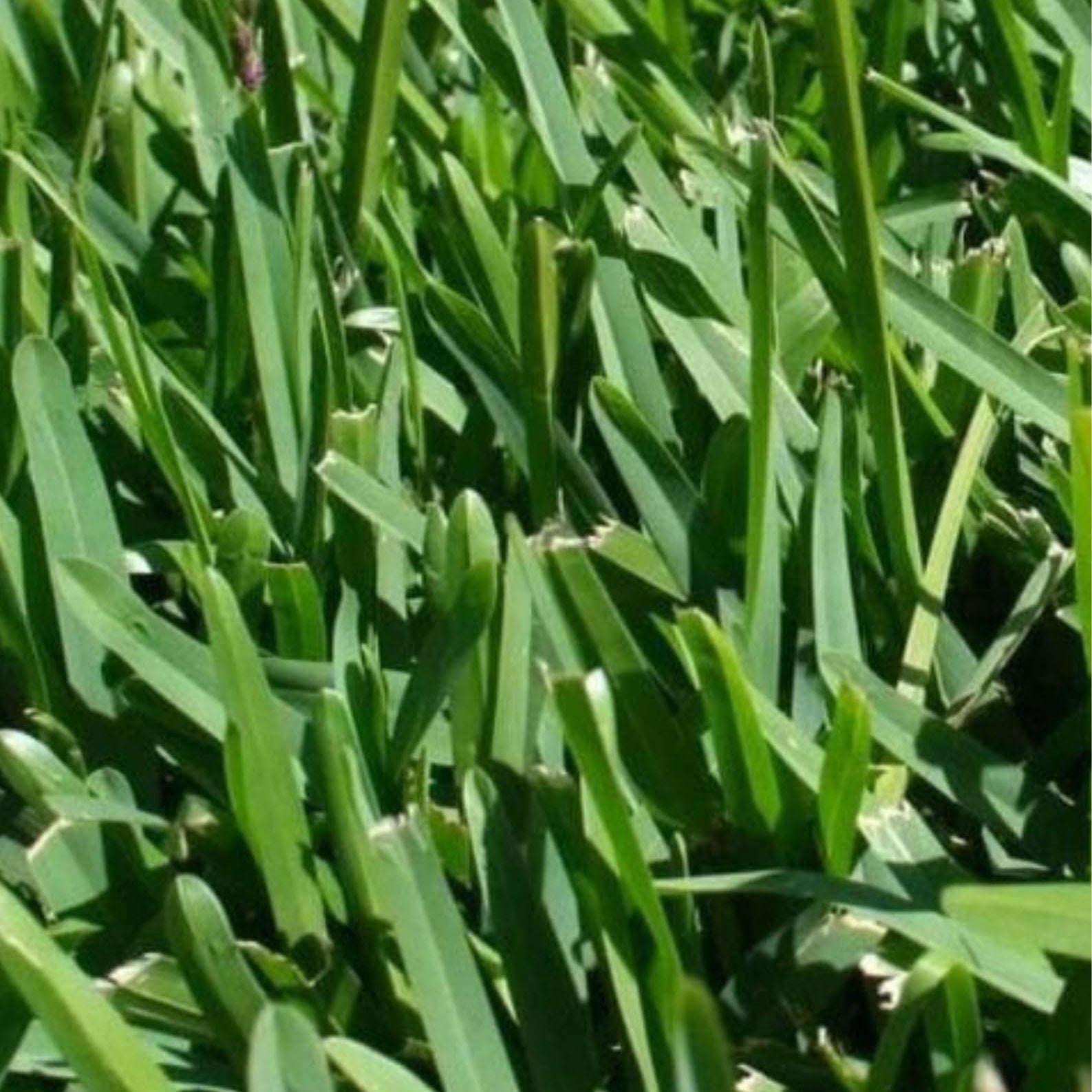 Green Buffalo Grass (Bouteloua dactyloides) – Premium Drought-Tolerant Lawn Seed