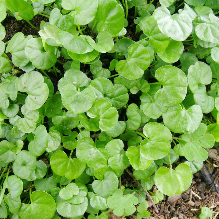 Dichondra Repens Herb Seeds