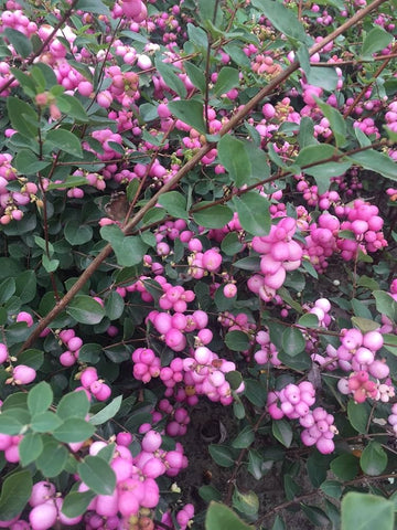 Heirloom Non-GMO Coralberry Flower Seeds for Planting – Colorful Ornamental Garden Blooms