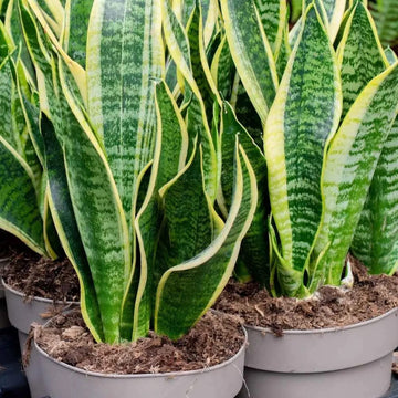 Green Snake Plant Seeds for Planting - Heirloom and Non-GMO seeds for home garden