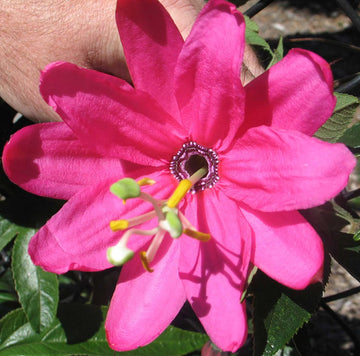 Pink Mollissima Flower Seeds for Planting, NON GMO Seeds