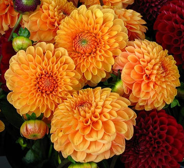 Organic Heirloom Non-GMO Orange Dahlia Seeds for Planting – Bright Garden Blooms