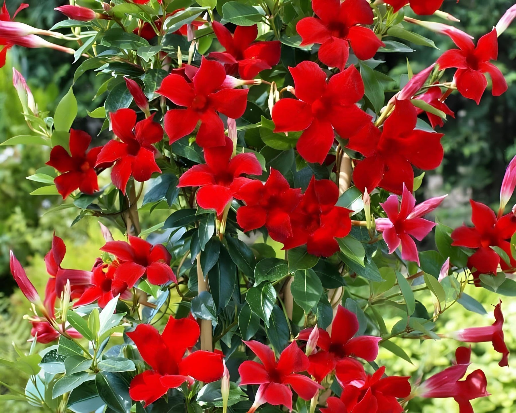 Red Mandevilla Flower Seeds for Planting NON GMO Seeds - Mandevilla for planting in home garden