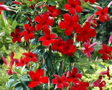 Red Mandevilla Flower Seeds for Planting NON GMO Seeds