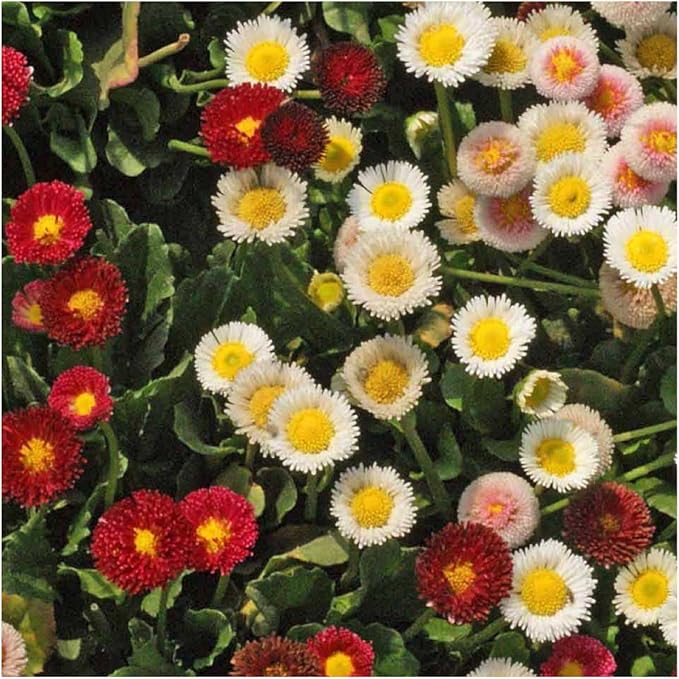 English Daisy Bellis perennis fresh seeds for garden