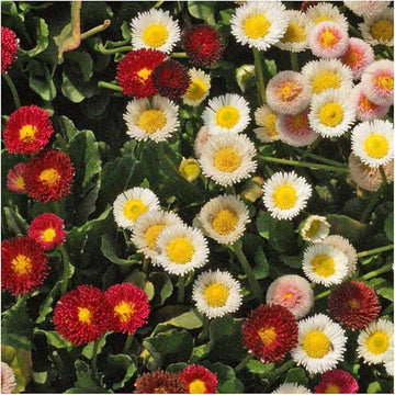 English Daisy Flower Mix (Bellis perennis), + Seeds