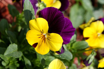 Violet Yellow Pansy Flower Seeds ƒ?? Non-GMO Seeds for Colorful Garden