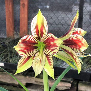 Light Yellow Hippeastrum Flower Seeds for Planting