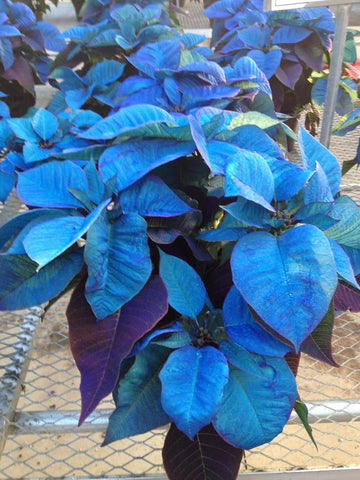 Heirloom Non-GMO Sky Blue Poinsettia Flower Seeds for Planting – Rare Colorful Blooming Flower Seeds