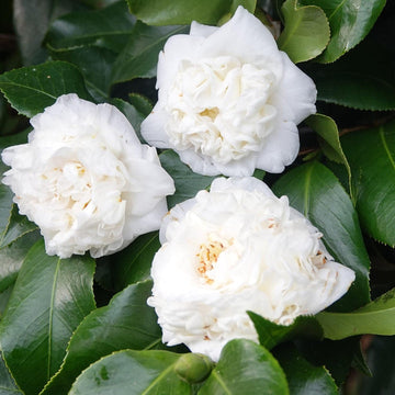 Heirloom Camellia Flower Seeds – Non-GMO Flower Seeds for Planting