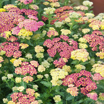 Mixed Yarrow Flower Seeds – Heirloom, Non-GMO Flower Seeds for Planting