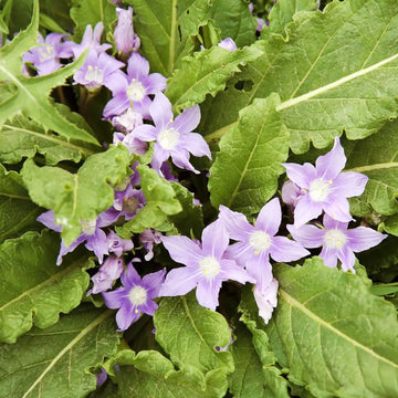 Mandrake Flower Seeds for Planting - 100 pcs