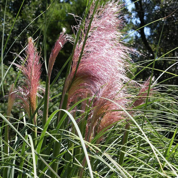 Blush Pampas Grass Seed