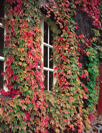 Boston Ivy Green Pink Plant Seeds for Planting-Heirloom & Non-GMO Seeds for planting
